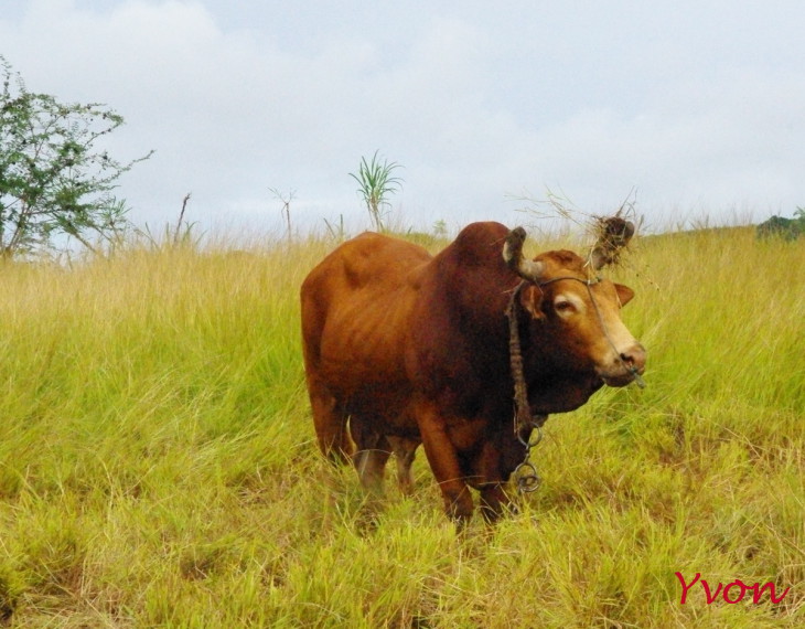 Boeuf animal