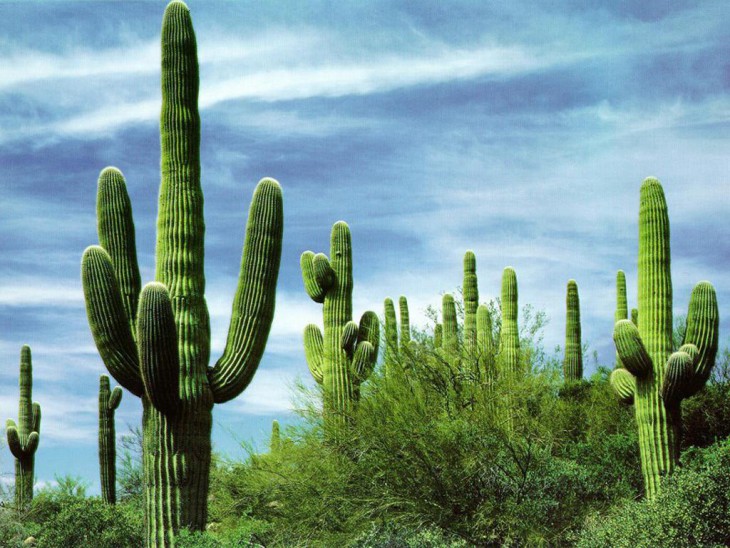 Disegno di Cactus da colorare