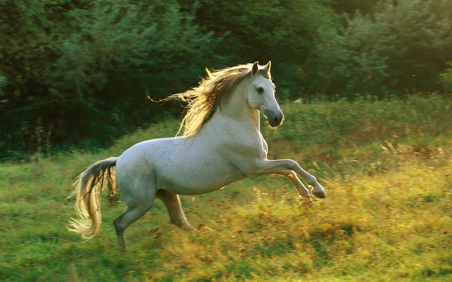 Coloriage cheval à imprimer