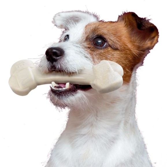 Dog With A Bone