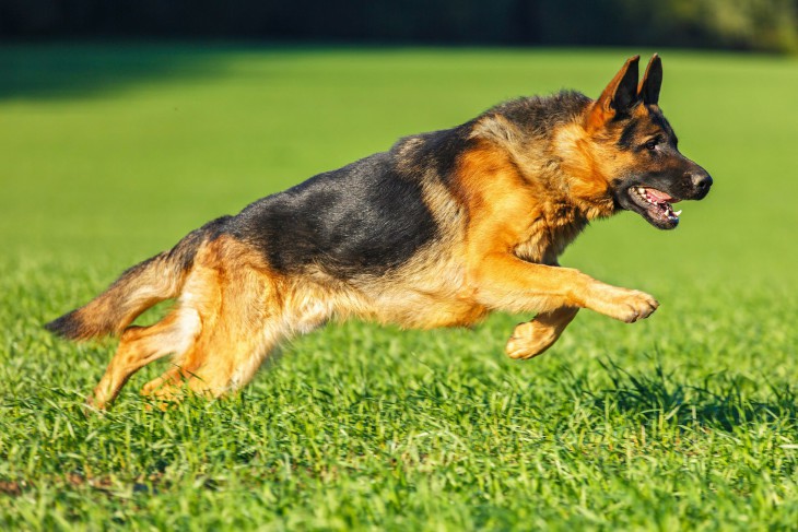 Disegno di Cane da pastore tedesco da colorare