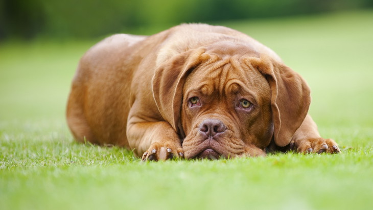 Boxer Dog