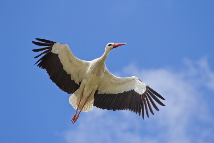 Stork