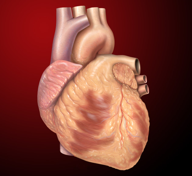 Coeur corps humain