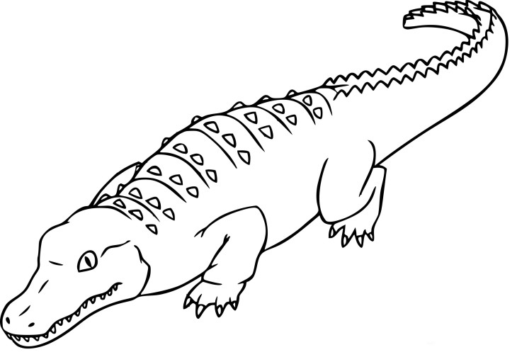 Alligator coloring page