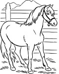 Horse coloring page