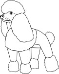 Coloriage chien caniche