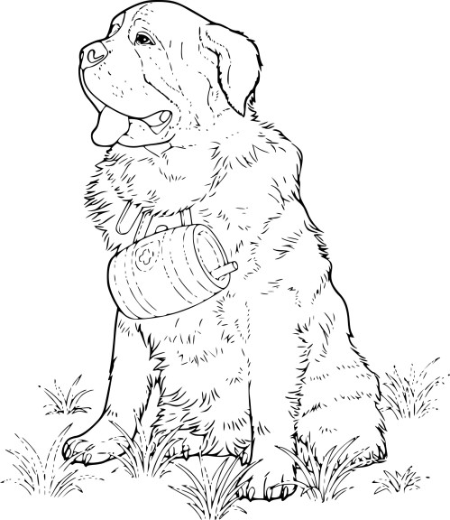 Coloriage chien Saint Bernard