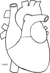 Heart Human Body coloring page