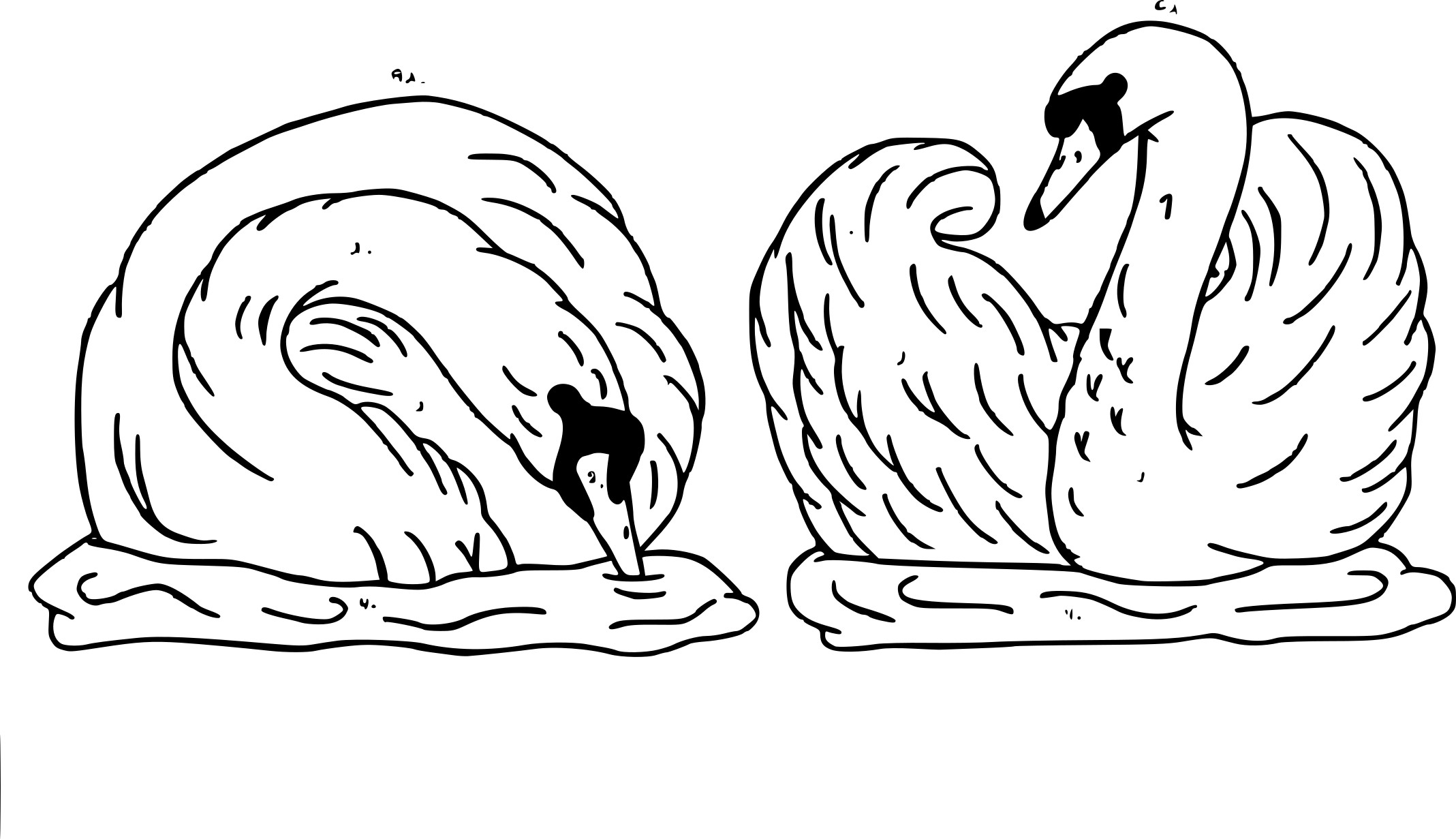 Two Swans coloring page
