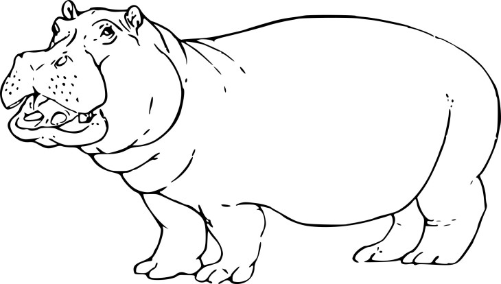 Coloriage hippopotame