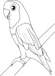Coloriage oiseau ara