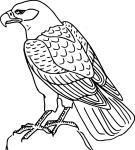 Buzzard Bird coloring page