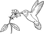 Coloriage oiseau en vol