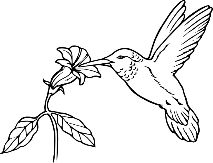 Coloriage oiseau en vol