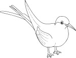 Coloriage oiseau merle