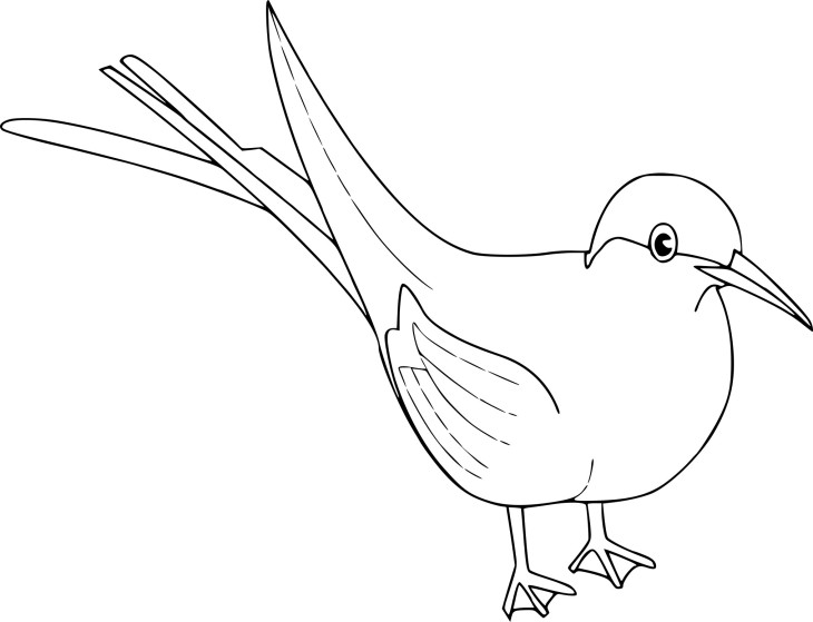 Coloriage oiseau merle