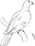 Pigeon coloring page