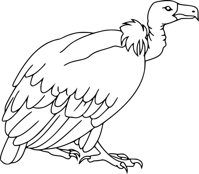 Vulture coloring page