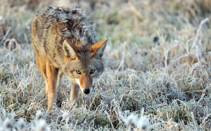 Coyote animal