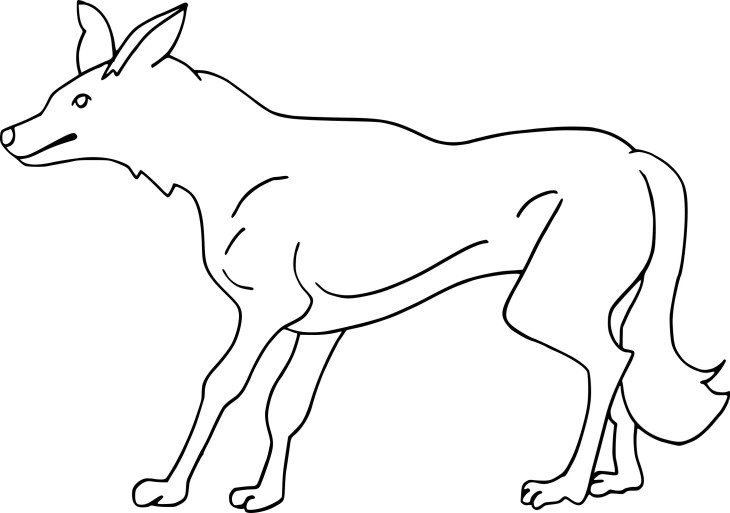 Coyote drawing and coloring page