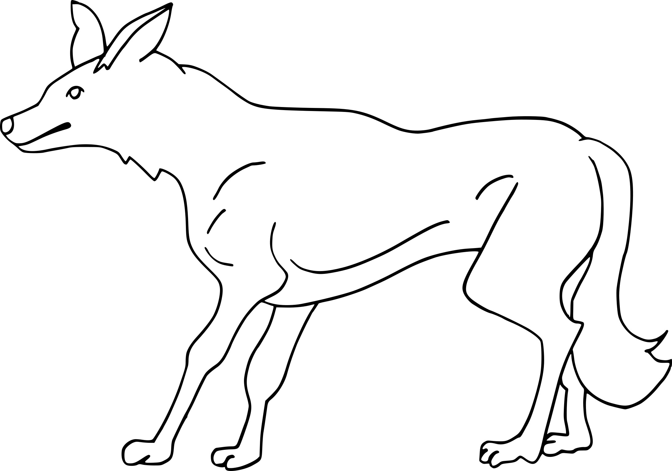 Coyote drawing and coloring page