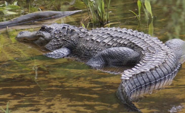 Crocodile fond