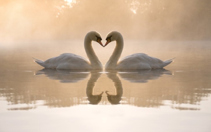 Cygne amoureux