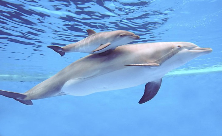 Dolphin