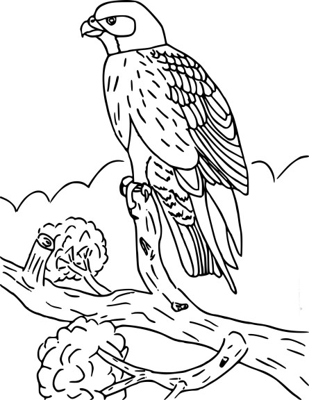 Free Falcon coloring page