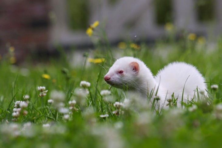 Furet blanc