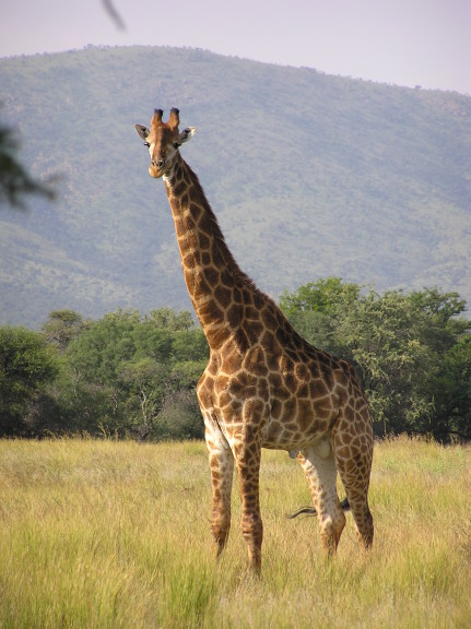 Giraffe  2