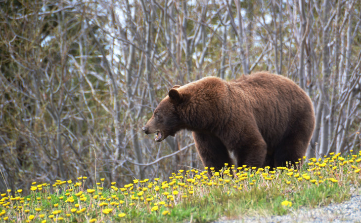 Grizzly drawing and