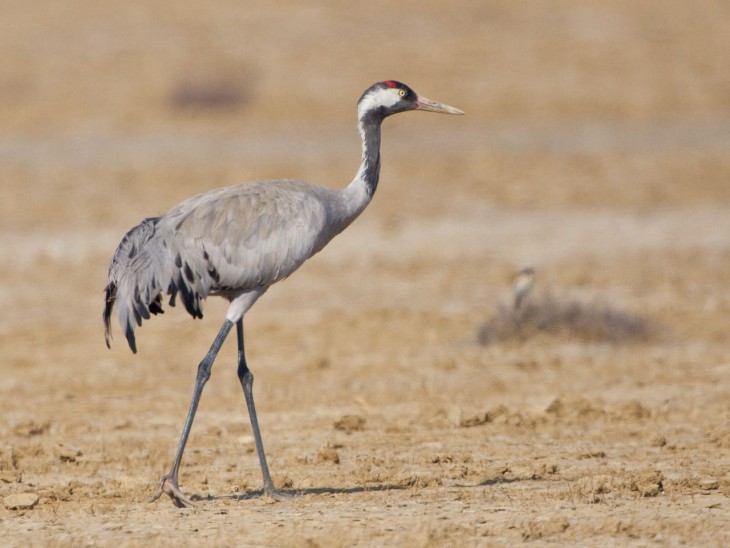 Grue oiseau