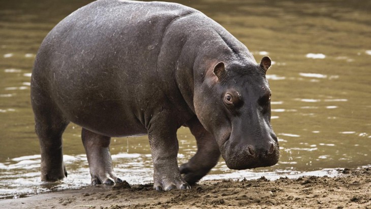 Hippopotame