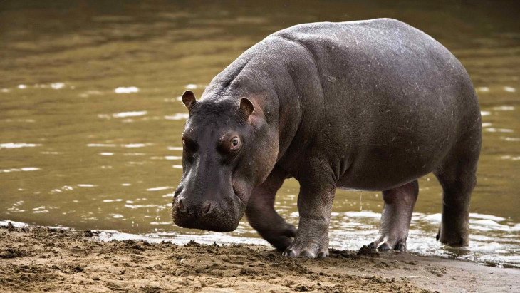 Disegno di Ippopotamo da colorare