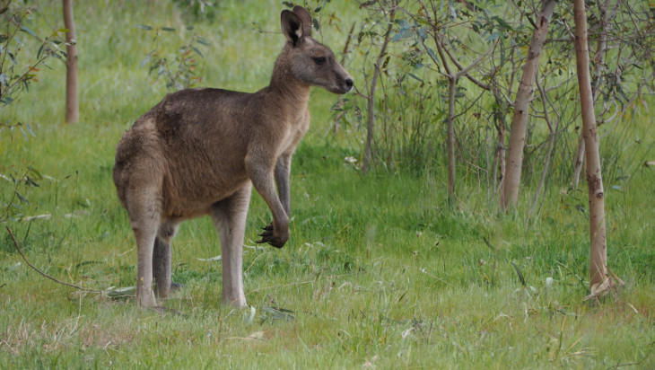 Kangourou animal