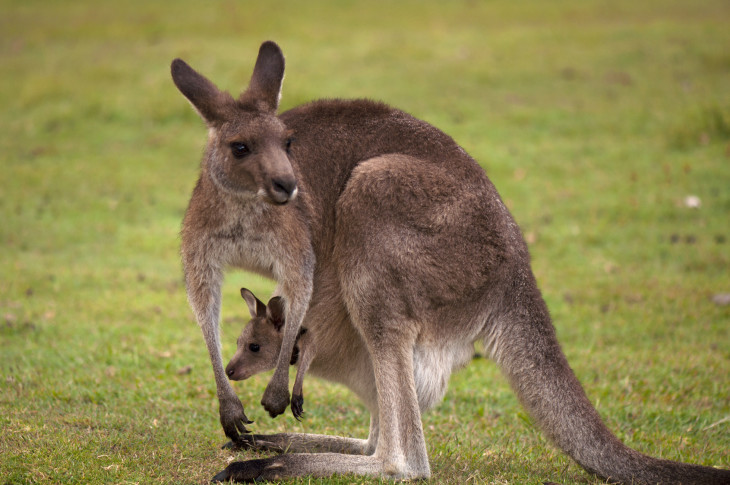 Kangaroo