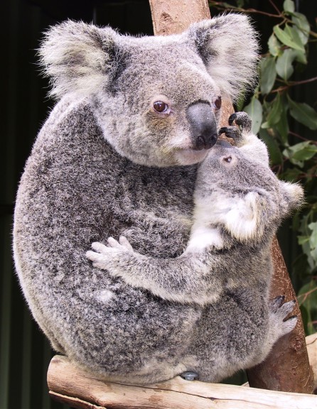 Koala et son petit