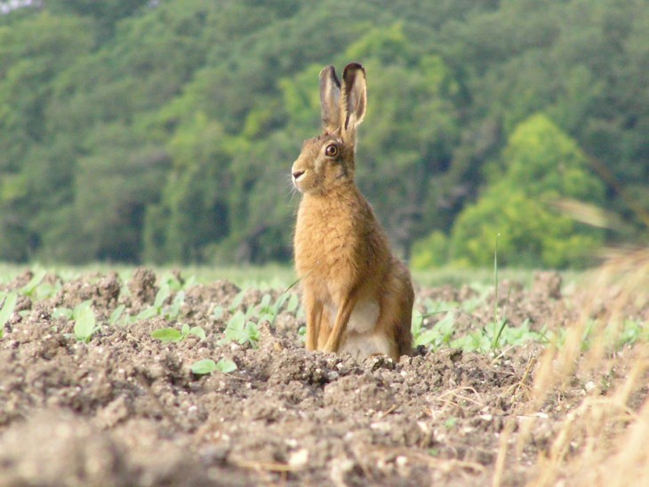 Hare