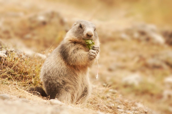 Marmotte mange