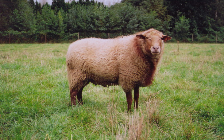 Sheep