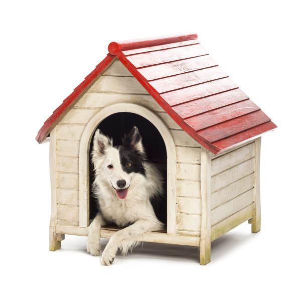 Dog House