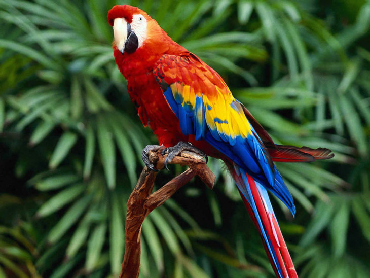 Macaw Bird