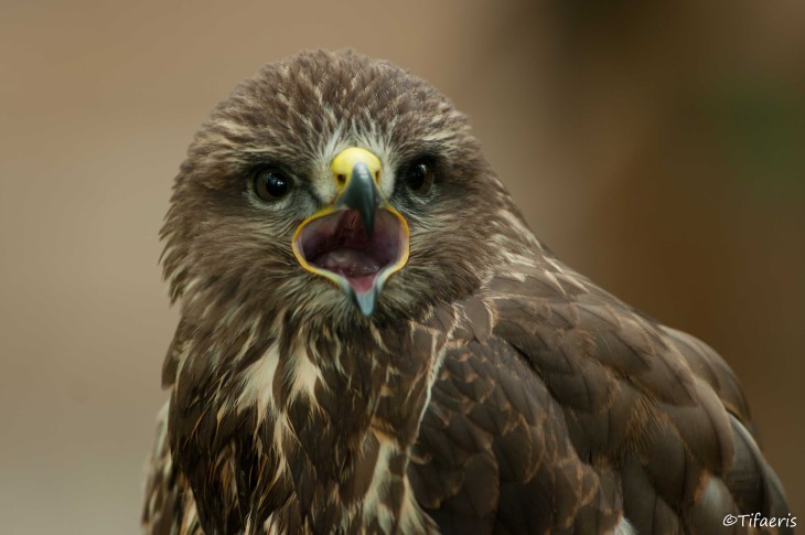 Buzzard Bird