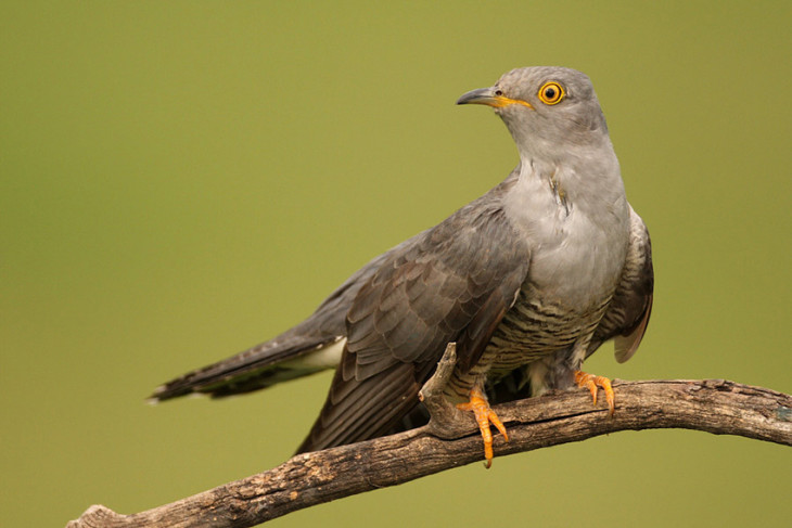 Oiseau coucou