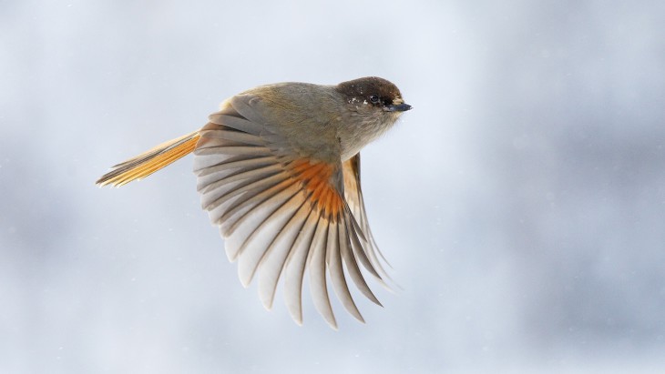 Bird In Flight