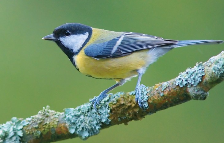 Oiseau printemps