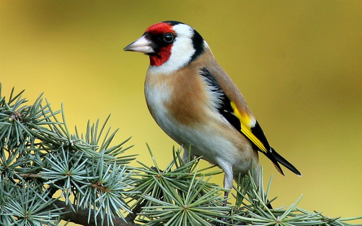 Oiseau sur un arbre