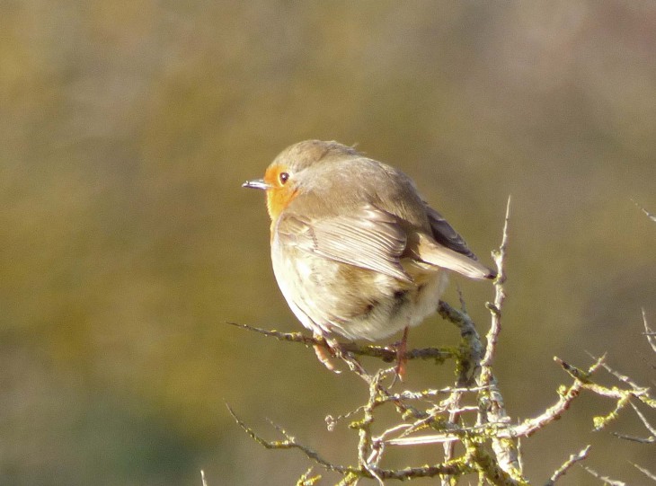 Passerine Bird